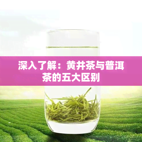 深入了解：黄井茶与普洱茶的五大区别