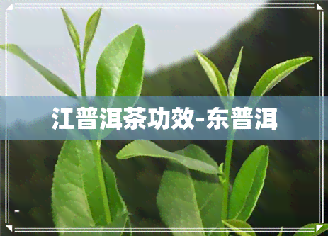 江普洱茶功效-东普洱