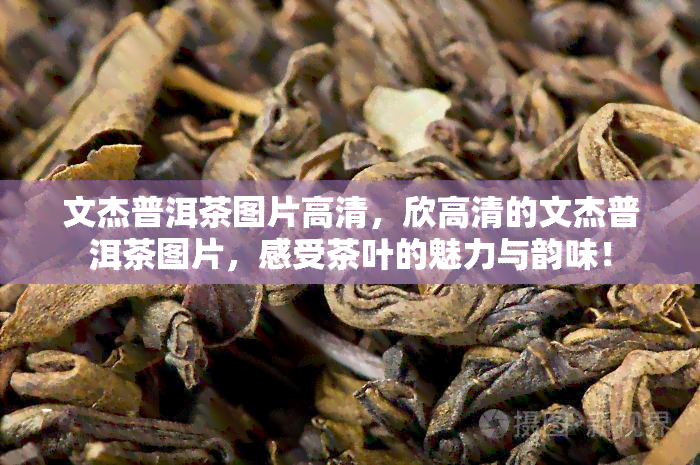 文杰普洱茶图片高清，欣高清的文杰普洱茶图片，感受茶叶的魅力与韵味！