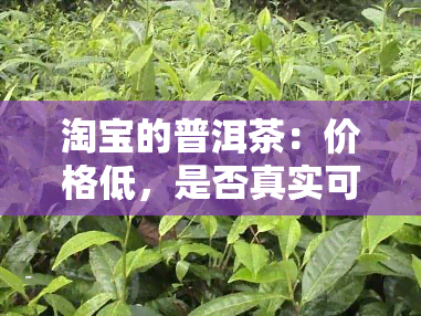 淘宝的普洱茶：价格低，是否真实可靠？