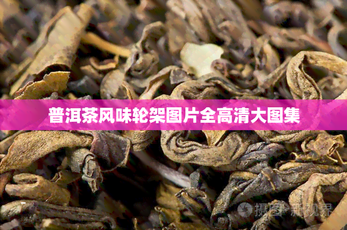 普洱茶风味轮架图片全高清大图集