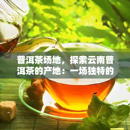 普洱茶场地，探索云南普洱茶的产地：一场独特的茶文化之旅