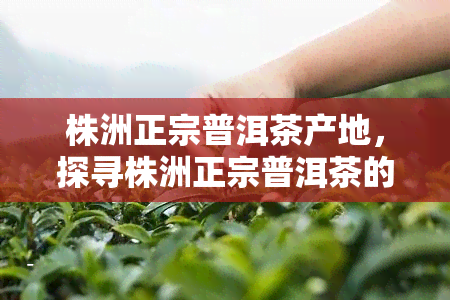 株洲正宗普洱茶产地，探寻株洲正宗普洱茶的产地，品味千年茶文化的韵味