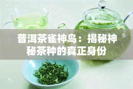 普洱茶雀神鸟：揭秘神秘茶种的真正身份