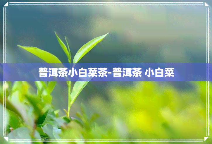 普洱茶小白菜茶-普洱茶 小白菜