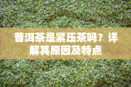 普洱茶是紧压茶吗？详解其原因及特点