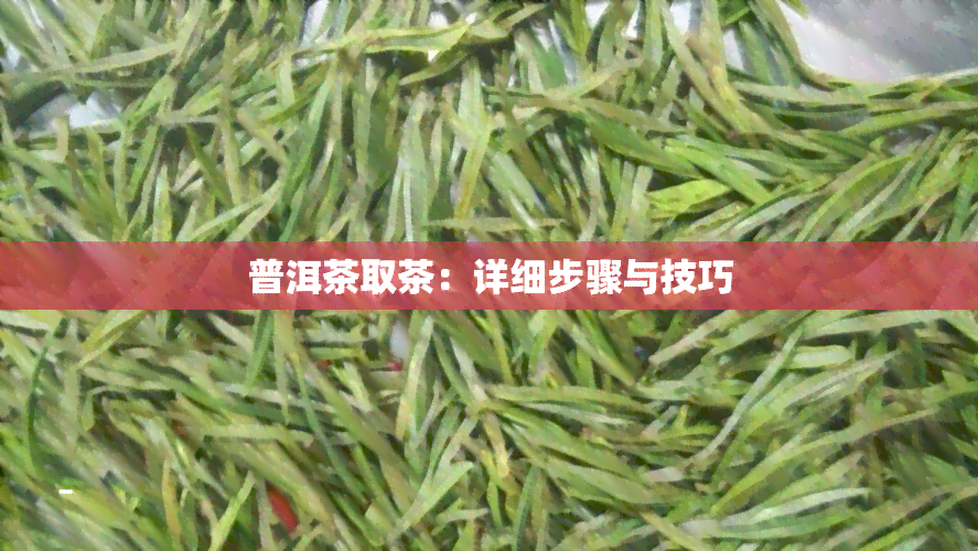 普洱茶取茶：详细步骤与技巧