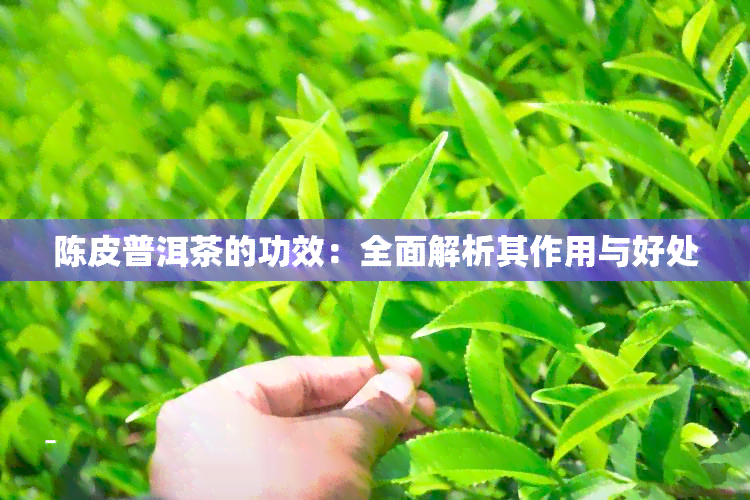 陈皮普洱茶的功效：全面解析其作用与好处