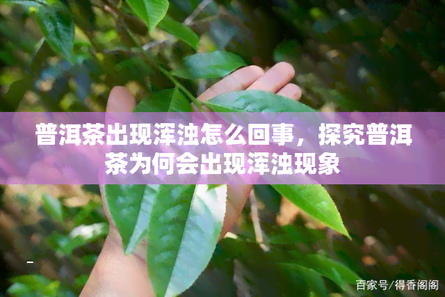 普洱茶出现浑浊怎么回事，探究普洱茶为何会出现浑浊现象