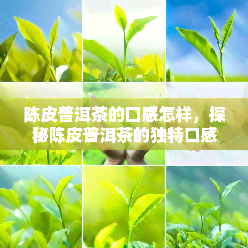 陈皮普洱茶的口感怎样，探秘陈皮普洱茶的独特口感