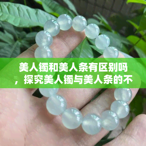 美人镯和美人条有区别吗，探究美人镯与美人条的不同之处