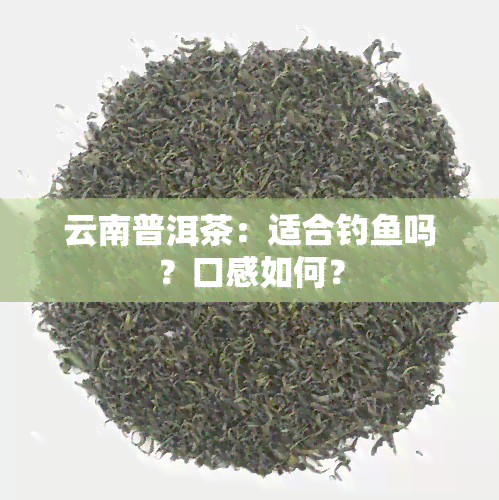 云南普洱茶：适合钓鱼吗？口感如何？