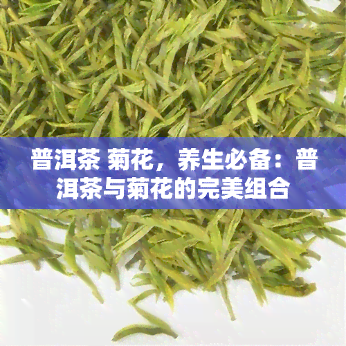 普洱茶 菊花，养生必备：普洱茶与菊花的完美组合