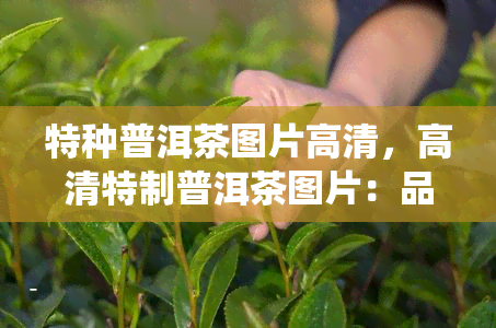 特种普洱茶图片高清，高清特制普洱茶图片：品味中国传统茶文化的魅力