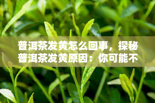 普洱茶发黄怎么回事，探秘普洱茶发黄原因：你可能不知道的几个可能性