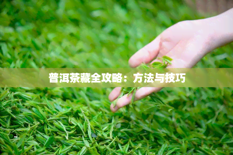 普洱茶藏全攻略：方法与技巧