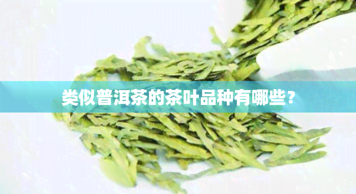 类似普洱茶的茶叶品种有哪些？