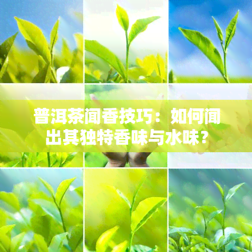 普洱茶闻香技巧：如何闻出其独特香味与水味？