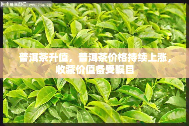 普洱茶升值，普洱茶价格持续上涨，收藏价值备受瞩目