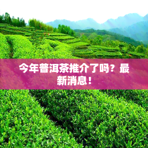 今年普洱茶推介了吗？最新消息！