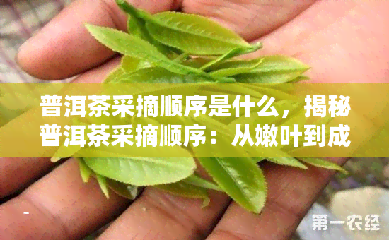 普洱茶采摘顺序是什么，揭秘普洱茶采摘顺序：从嫩叶到成熟叶片的精细过程