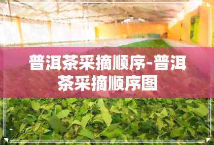 普洱茶采摘顺序-普洱茶采摘顺序图