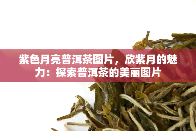 紫色月亮普洱茶图片，欣紫月的魅力：探索普洱茶的美丽图片