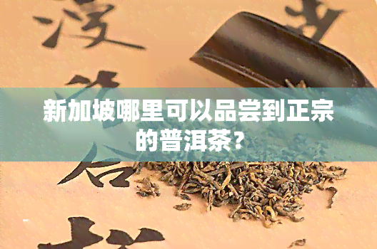 新加坡哪里可以品尝到正宗的普洱茶？