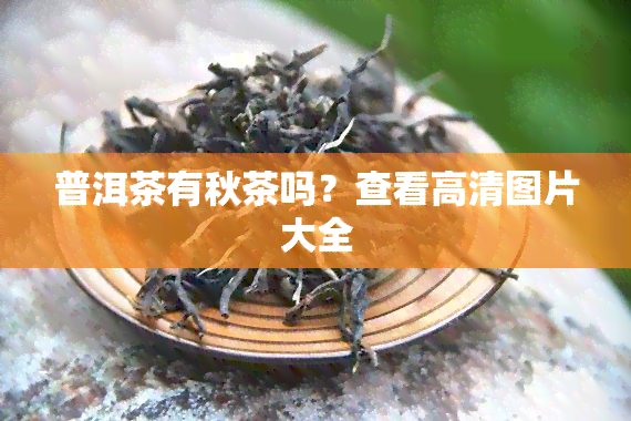 普洱茶有秋茶吗？查看高清图片大全