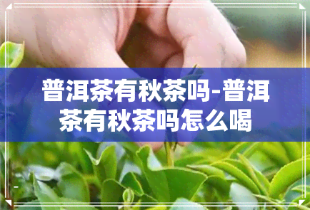 普洱茶有秋茶吗-普洱茶有秋茶吗怎么喝