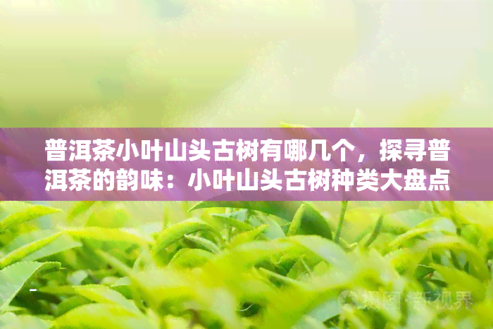 普洱茶小叶山头古树有哪几个，探寻普洱茶的韵味：小叶山头古树种类大盘点