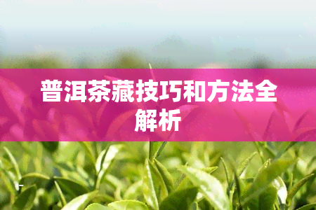 普洱茶藏技巧和方法全解析