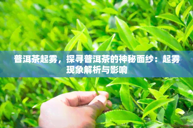 普洱茶起雾，探寻普洱茶的神秘面纱：起雾现象解析与影响