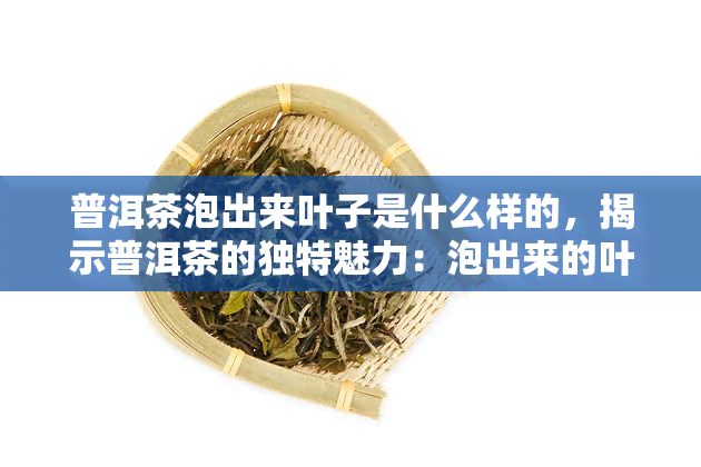 普洱茶泡出来叶子是什么样的，揭示普洱茶的独特魅力：泡出来的叶子究竟长什么样子？