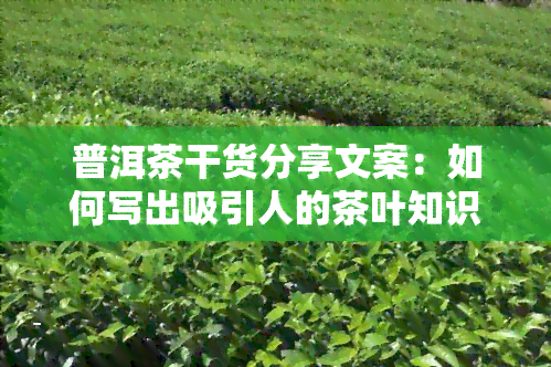 普洱茶干货分享文案：如何写出吸引人的茶叶知识文章？