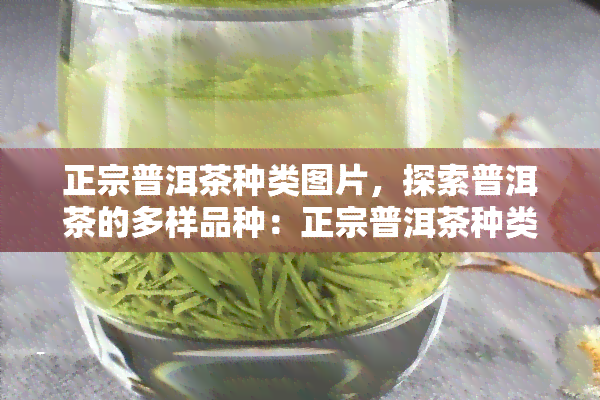 正宗普洱茶种类图片，探索普洱茶的多样品种：正宗普洱茶种类图片大