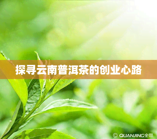 探寻云南普洱茶的创业心路