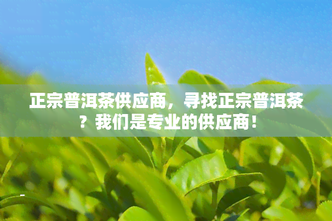 正宗普洱茶供应商，寻找正宗普洱茶？我们是专业的供应商！