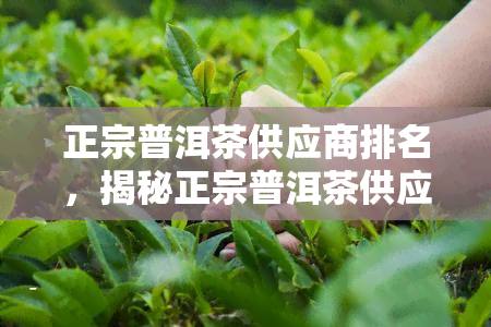 正宗普洱茶供应商排名，揭秘正宗普洱茶供应商排名，让你轻松挑选优质茶叶！