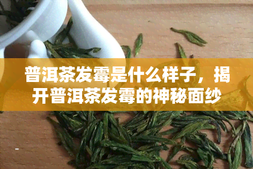 普洱茶发霉是什么样子，揭开普洱茶发霉的神秘面纱：它究竟是什么样子？