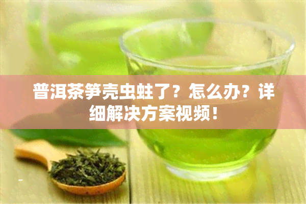 普洱茶笋壳虫蛀了？怎么办？详细解决方案视频！