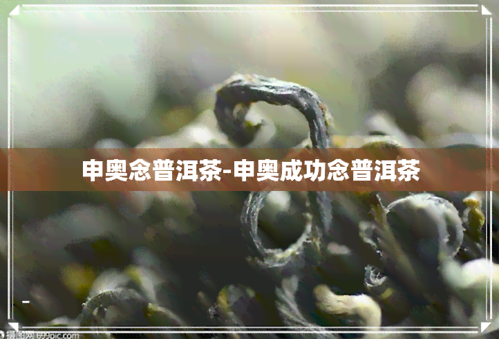 申奥念普洱茶-申奥成功念普洱茶