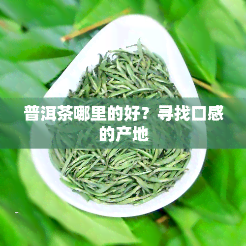 普洱茶哪里的好？寻找口感的产地