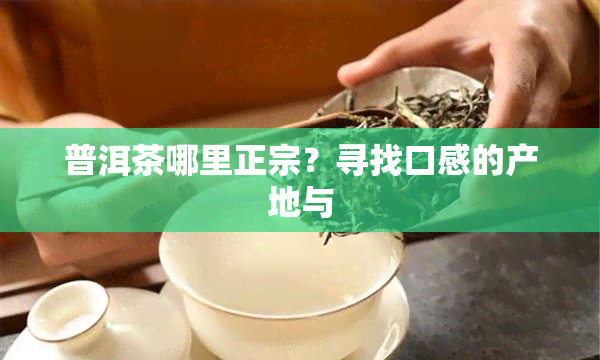 普洱茶哪里正宗？寻找口感的产地与