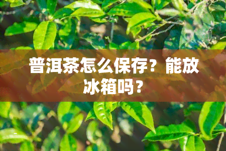 普洱茶怎么保存？能放冰箱吗？