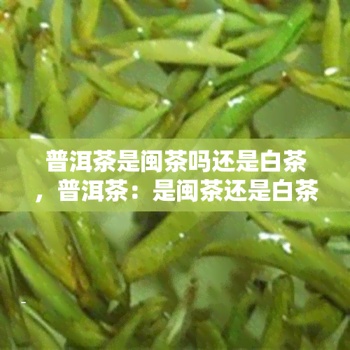 普洱茶是闽茶吗还是白茶，普洱茶：是闽茶还是白茶？一次全面的探讨