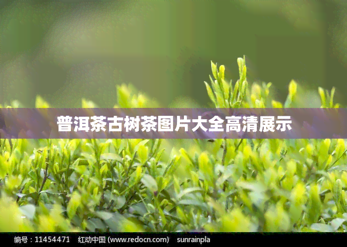 普洱茶古树茶图片大全高清展示