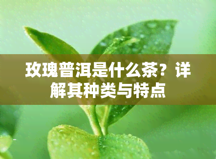 玫瑰普洱是什么茶？详解其种类与特点