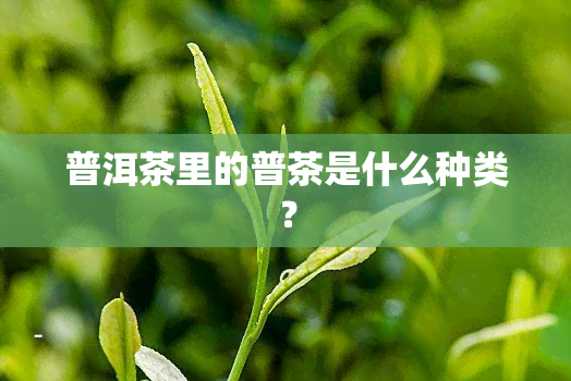 普洱茶里的普茶是什么种类？