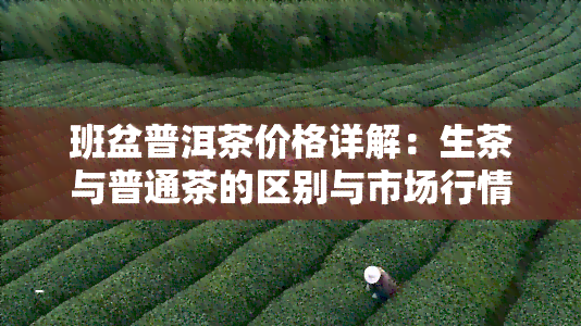 班盆普洱茶价格详解：生茶与普通茶的区别与市场行情